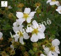 POTENTILLA FRUT. ABBOTSWOOD