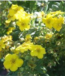 POTENTILLA FRUT. ELIZABETH (ARBUSCULA)