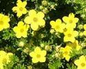 POTENTILLA FRUT. GOLDFINGER