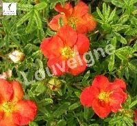 POTENTILLA FR.MARIAN RED ROBIN®