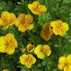 POTENTILLA FRUT. MANGO TANGO®