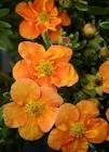 POTENTILLA FR. ORANGISSIMA®