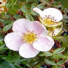 POTENTILLA FRUT. PRINCESS