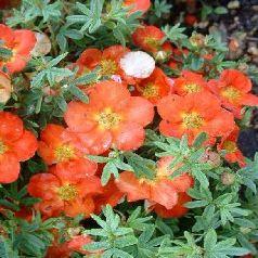 POTENTILLA FRUT. RED ACE