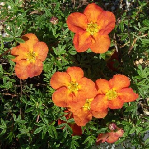 POTENTILLA FRUT. TANGERINE