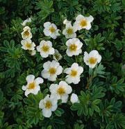 POTENTILLA FRUT. TILFORD CREAM