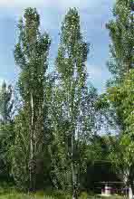 POPULUS NIGRA ITALICA