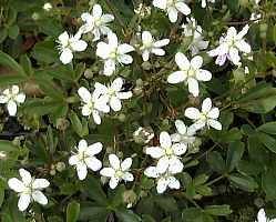 POTENTILLA TRID NUUK