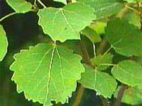 POPULUS TREMULA