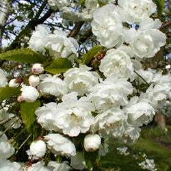 PRUNUS AVIUM PLENA