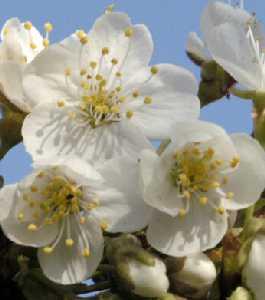 PRUNUS AVIUM