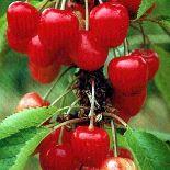 PRUNUS A. BIG.ROUGE (STELLA)