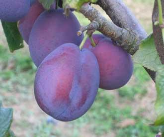 PRUNUS D. BELLE DE LOUVAIN Trad-RGF