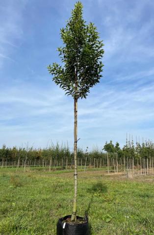 PRUNUS LUSITANICA TIGE 180cm