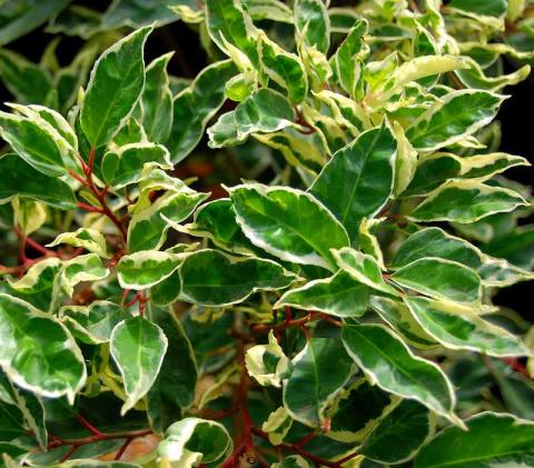 PRUNUS LUSITANICA VARIEGATA