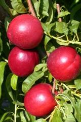 PRUNUS PERSICA NECTARINE