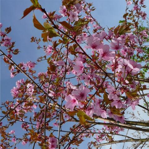 PRUNUS SARGENTII