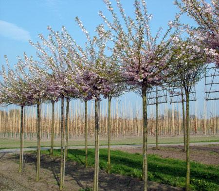 PRUNUS SUBH. AUTUMNALIS ROSEA