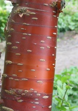 PRUNUS SERRULA