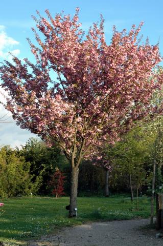 PRUNUS SERR. KANZAN