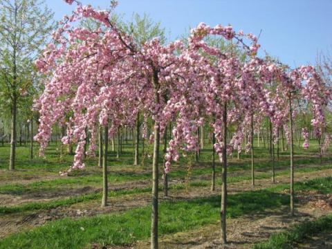 PRUNUS SERR. KIKU-SHIDARE-ZAKURA