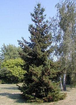 PSEUDOTSUGA MENZIESII