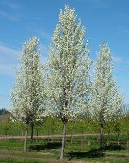 PYRUS CALLERYANA CHANTICLEER