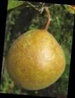 PYRUS C. POIRE DE GROS RGF-Gbx