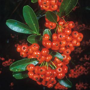 PYRACANTHA ORANGE GLOW