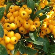 PYRACANTHA SOLEIL D'OR