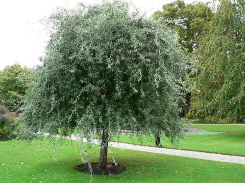 PYRUS SALICIFOLIA PENDULA