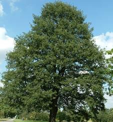 QUERCUS CERRIS