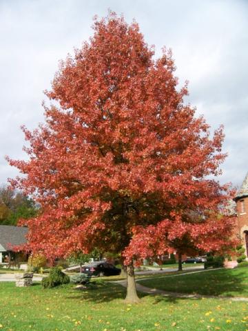 QUERCUS PALUSTRIS