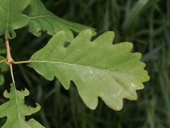 QUERCUS PETRAEA