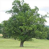 QUERCUS ROBUR