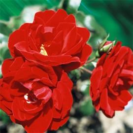 ROSA AMADEUS®