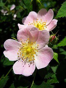 ROSA CANINA