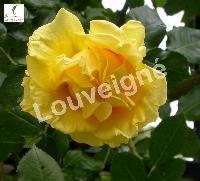 ROSA GOLDILOCKS