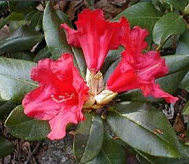 RHODODENDRON BADEN BADEN