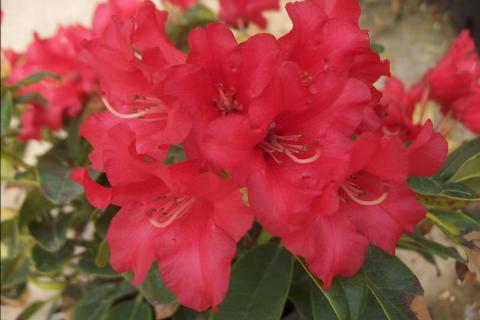 RHODODENDRON BENGALEN