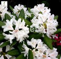 RHODODENDRON CUNNINGH. WHITE