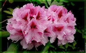 RHODODENDRON EXTRA 60/80/+