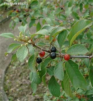 RHAMNUS FRANGULA