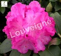 RHODODENDRON GERMANIA