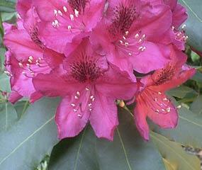 RHODODENDRON MARIE FORTIE