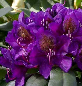 RHODODENDRON MARCEL MENARD