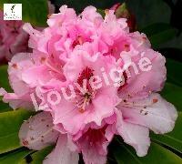 RHODODENDRON NOVA ZEMBLA