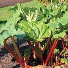 RHEUM OFFICINALE/Rhubarbe