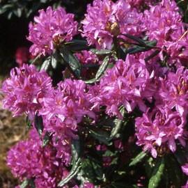 RHODODENDRON PONTICUM 30/40