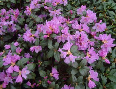 RHODODENDRON PRAECOX